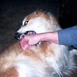 morsure de chien
