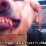 chien_menteur