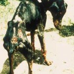 leishmaniose