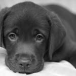 chien triste