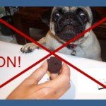 intoxication chocolat