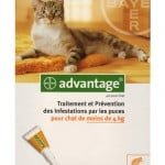 advantage-chat-40