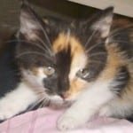 chat tricolore