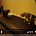 chaton_avoir
