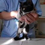 consultation veterinaire chat