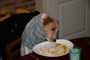 chien qui mange trop vite