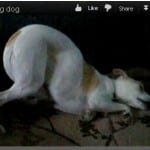 sieste_du_chien