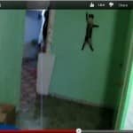 spider_cat