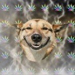 intoxication au cannabis chez le chien