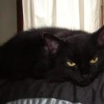 fièvre chez le chat