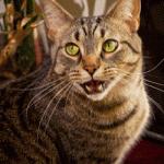 chat qui ne miaule plus