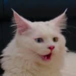 reaction flehmen chat
