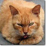 douleur chez le chat