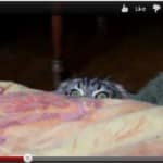 chat mefiant