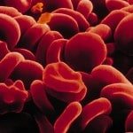 globule_rouge