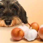intoxication_oignon_chien