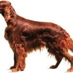 setter_irlandais