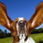 nettoyage oreille chien