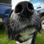nez_chaud_chien