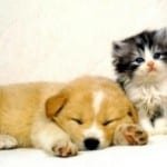 doxycycline_chaton_chiot