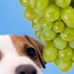intoxication au raisin chez le chien