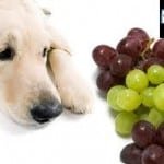 traitement_intoxication_au_raisin_chien