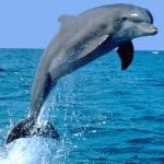 dauphin