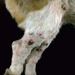 papillomatose_du_chien