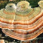 coriolus_versicolor