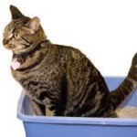 infection_du_tractus_urinaire_chez_le_chat