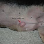 hernie_ombelicale_chez_le_chien