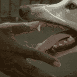 mon_chien_est_raciste