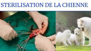 stérilisation de la chienne