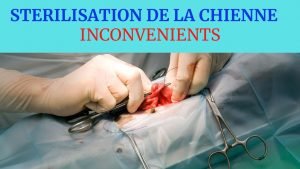 stérilisation de la chienne inconvenients