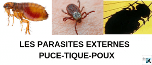parasites-externes