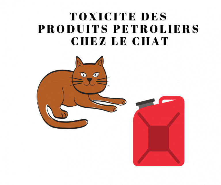 TOXICITE-PRODUITS-PETROLIERS-CHAT