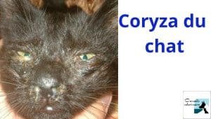 coryza du chat savoir la gerer