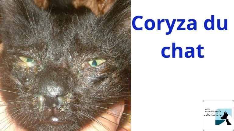 coryza du chat savoir la gerer