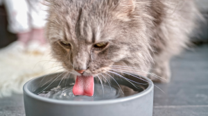 CHAT boire beaucoup d'eau