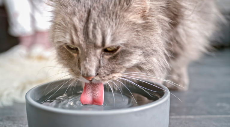 CHAT boire beaucoup d'eau