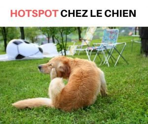 hotspot chez le chien