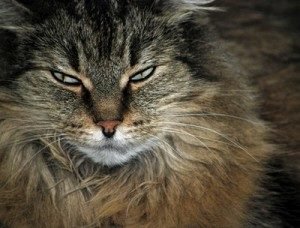 douleur chez le chat