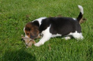 sortir chiot avant rappel vaccin