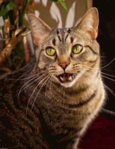 chat qui ne miaule plus