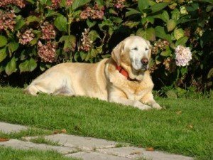 enterrer son chien dans son jardin