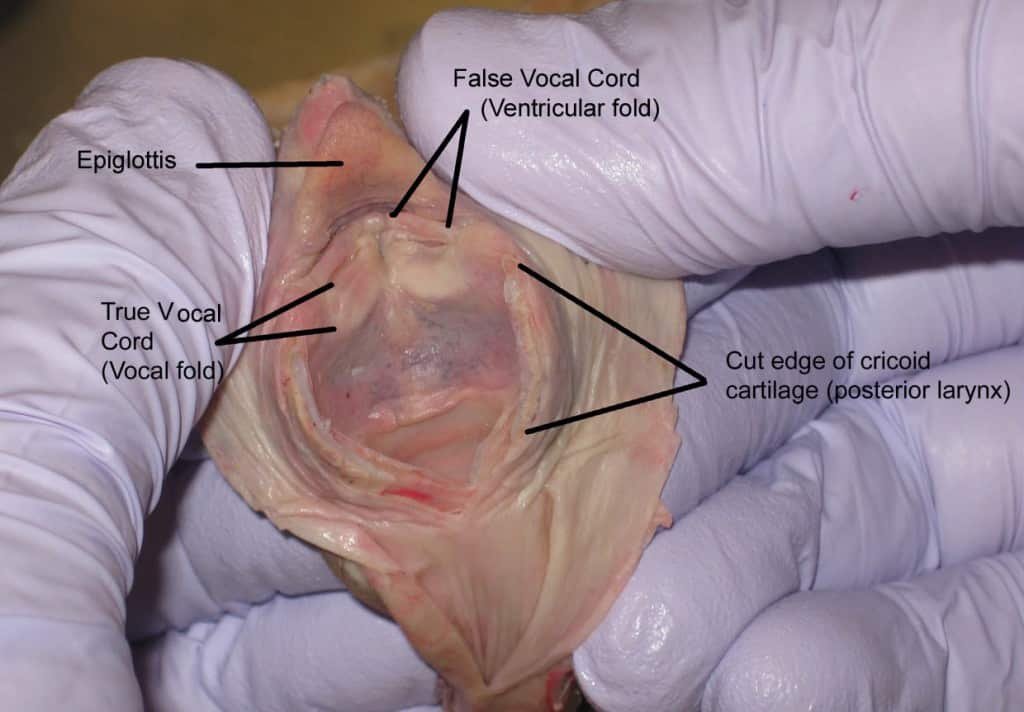 chat miaule plus- larynx du chat