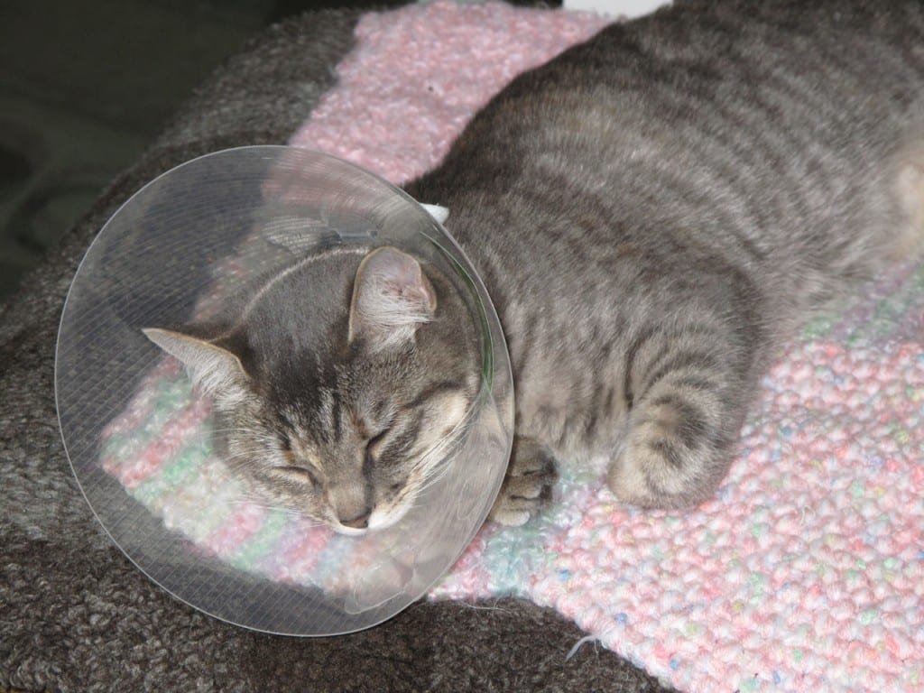 douleur-chez-le-chat