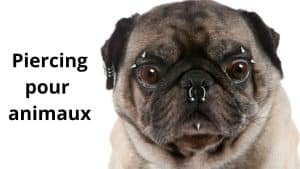 piercing pour animaux