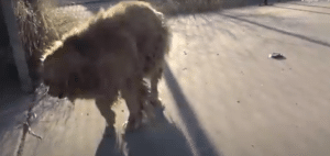 chienne sdf adoptée