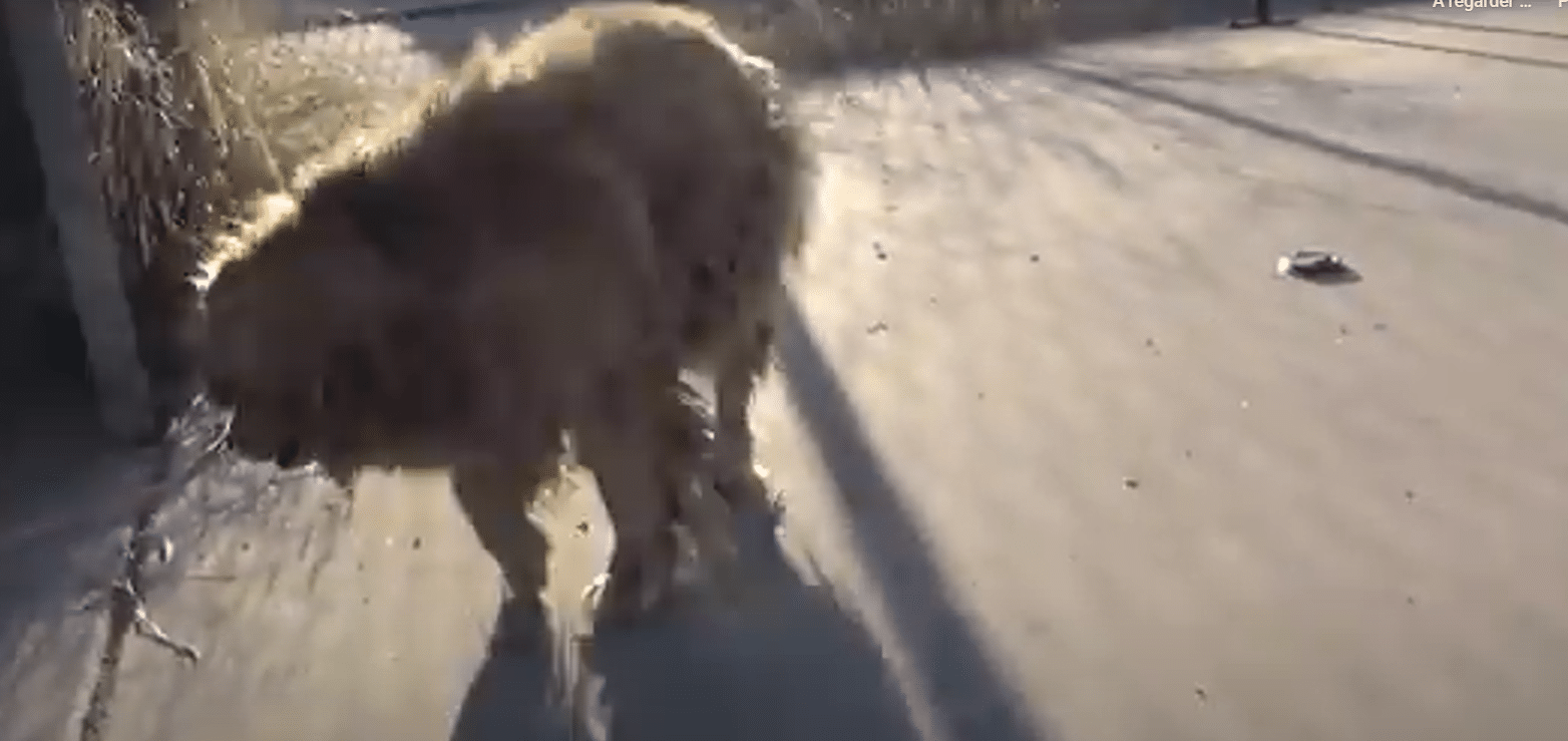 chienne sdf adoptée